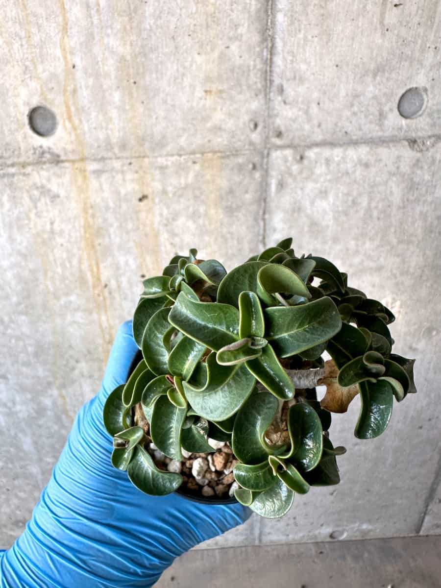 【現品限り】アデニウム・DHA 葉巻【B63】 Adenium DHA