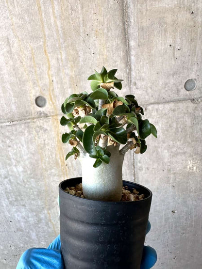 【現品限り】アデニウム・DHA 葉巻【B63】 Adenium DHA