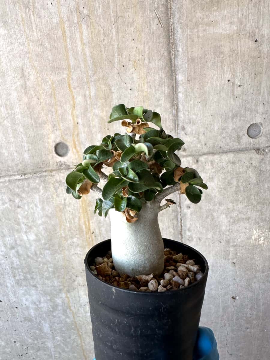 【現品限り】アデニウム・DHA 葉巻【B63】 Adenium DHA