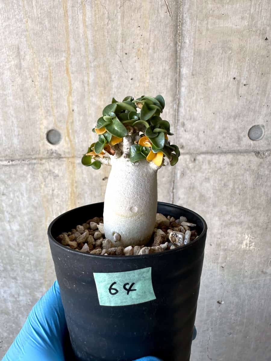 【現品限り】アデニウム・DHA 葉巻【B64】 Adenium DHA