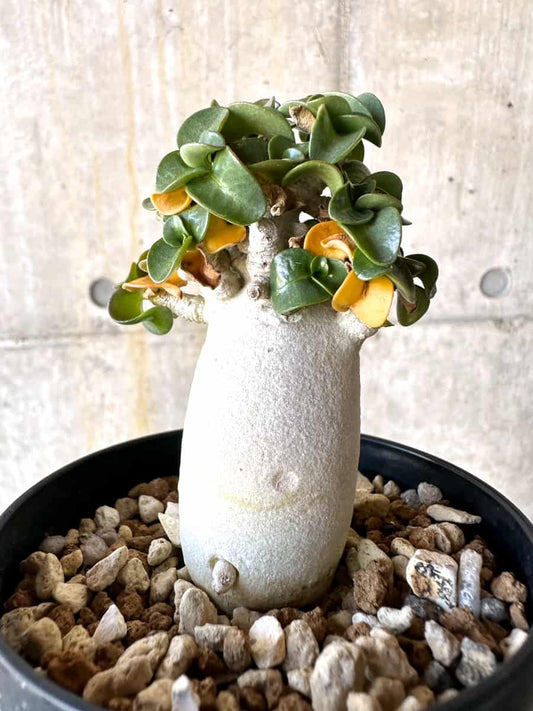 【現品限り】アデニウム・DHA 葉巻【B64】 Adenium DHA