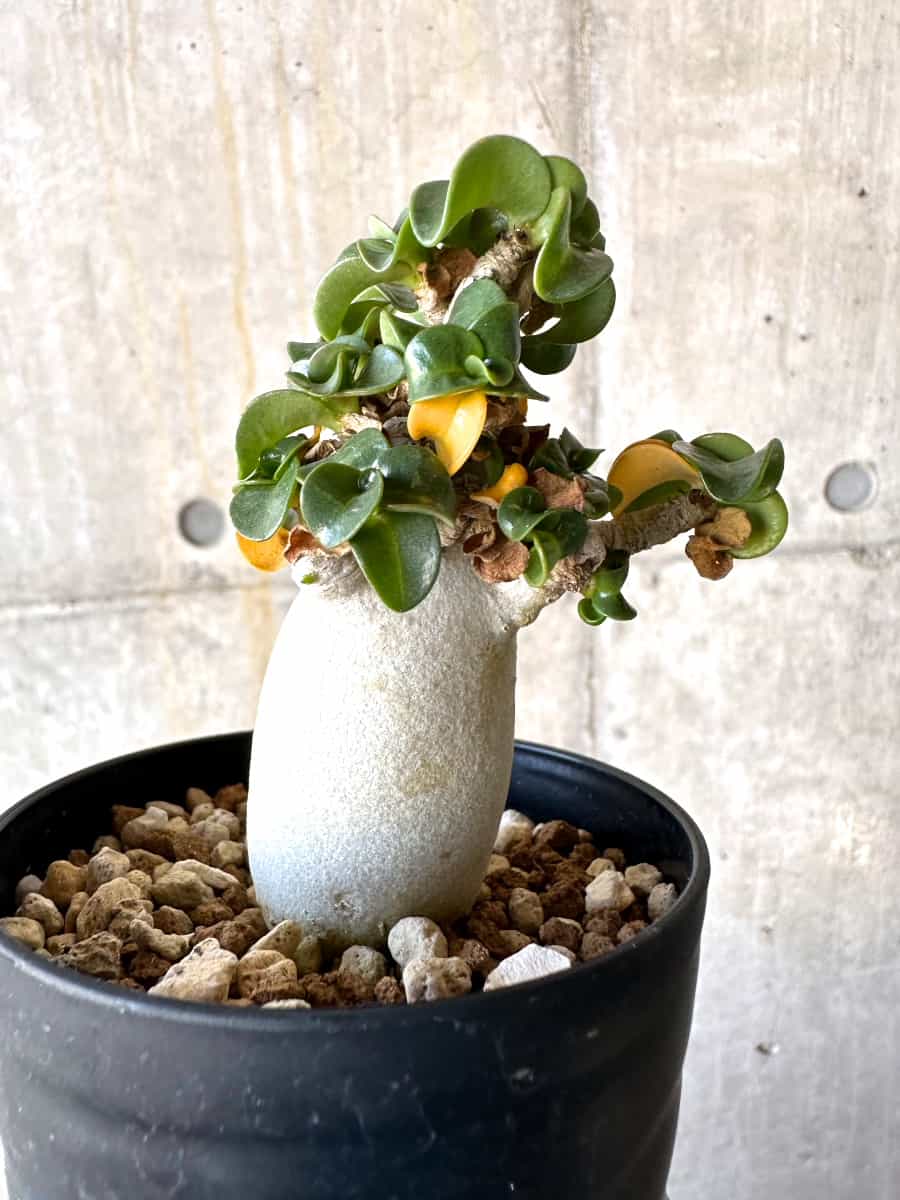 【現品限り】アデニウム・DHA 葉巻【B64】 Adenium DHA