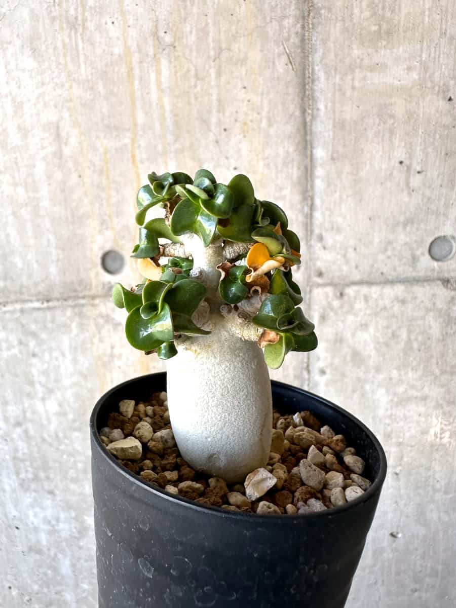 【現品限り】アデニウム・DHA 葉巻【B64】 Adenium DHA