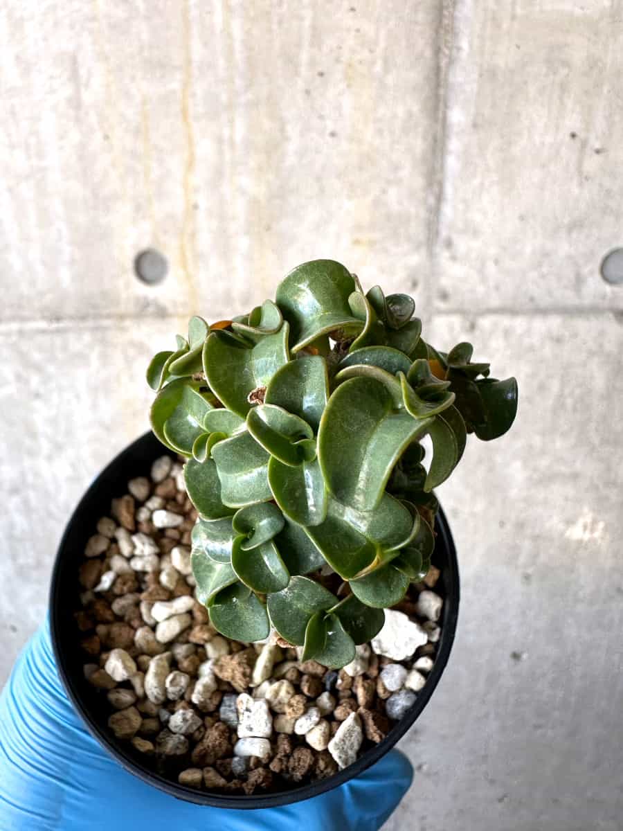 【現品限り】アデニウム・DHA 葉巻【B64】 Adenium DHA