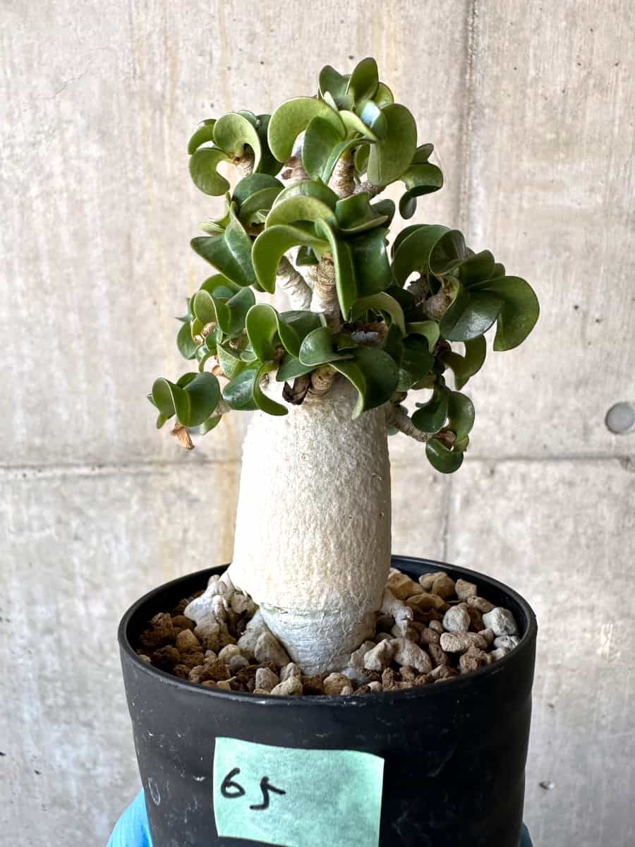 【現品限り】アデニウム・DHA 葉巻【B65】 Adenium DHA