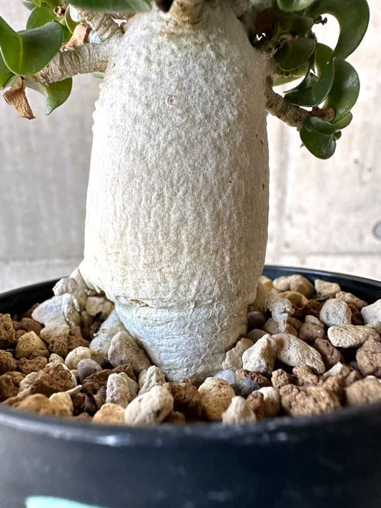 【現品限り】アデニウム・DHA 葉巻【B65】 Adenium DHA