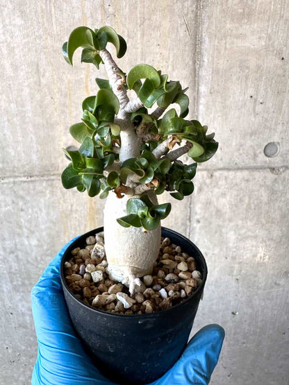 【現品限り】アデニウム・DHA 葉巻【B65】 Adenium DHA