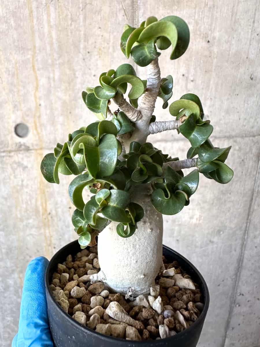 【現品限り】アデニウム・DHA 葉巻【B65】 Adenium DHA