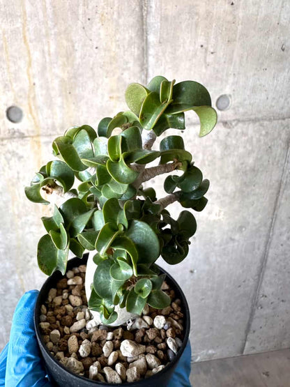【現品限り】アデニウム・DHA 葉巻【B65】 Adenium DHA