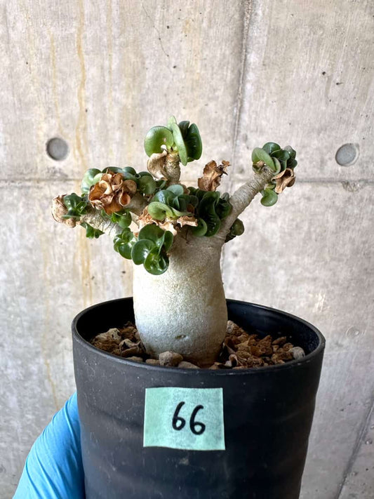 【現品限り】アデニウム・DHA 葉巻/一部枝枯れあり【B66】 Adenium DHA