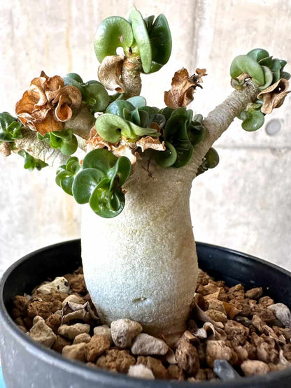 【現品限り】アデニウム・DHA 葉巻/一部枝枯れあり【B66】 Adenium DHA