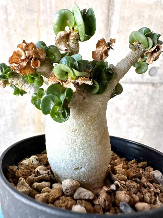 【現品限り】アデニウム・DHA 葉巻/一部枝枯れあり【B66】 Adenium DHA