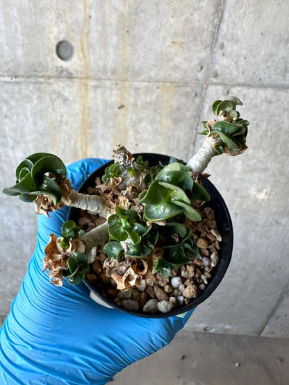 【現品限り】アデニウム・DHA 葉巻/一部枝枯れあり【B66】 Adenium DHA