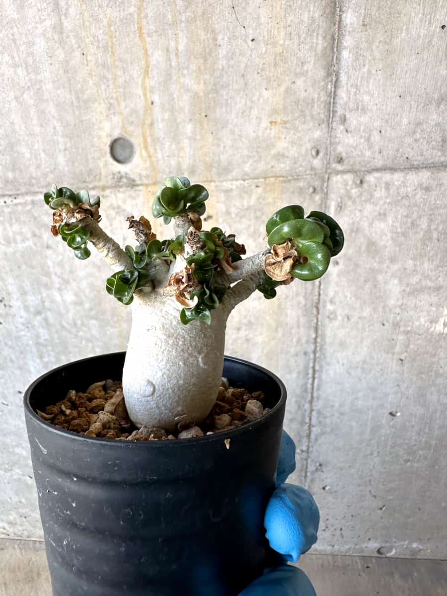 【現品限り】アデニウム・DHA 葉巻/一部枝枯れあり【B66】 Adenium DHA