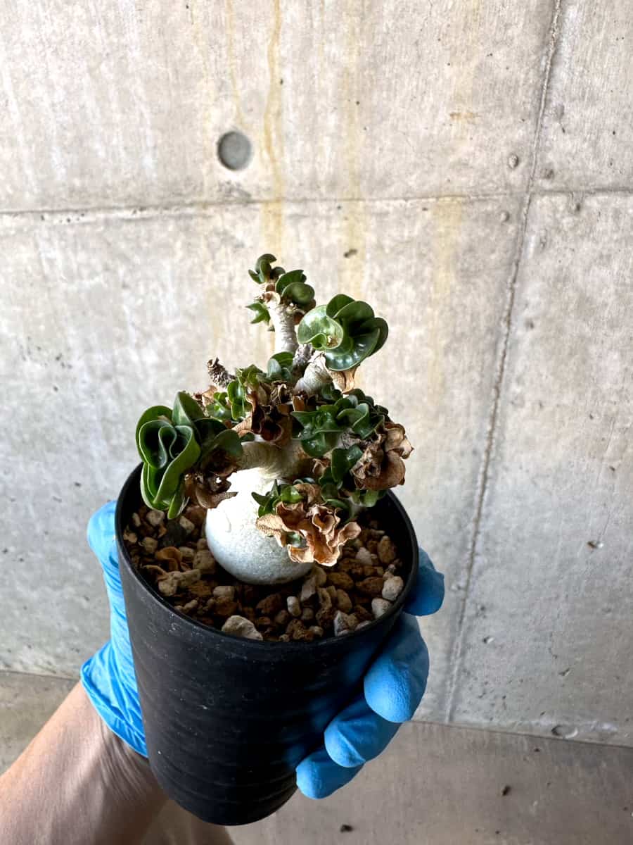 【現品限り】アデニウム・DHA 葉巻/一部枝枯れあり【B66】 Adenium DHA