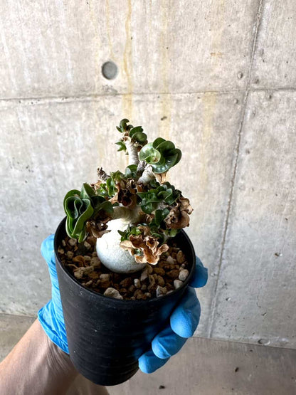 【現品限り】アデニウム・DHA 葉巻/一部枝枯れあり【B66】 Adenium DHA