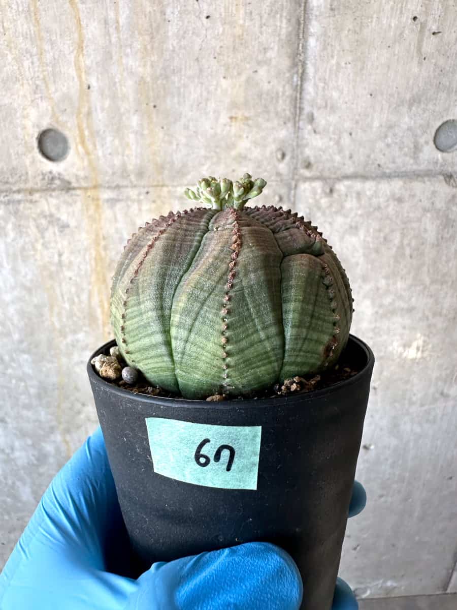 【現品限り】ユーフォルビア・オベサ 多頭【B67】 Euphorbia obesa