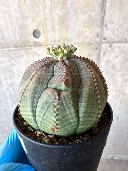 【現品限り】ユーフォルビア・オベサ 多頭【B67】 Euphorbia obesa