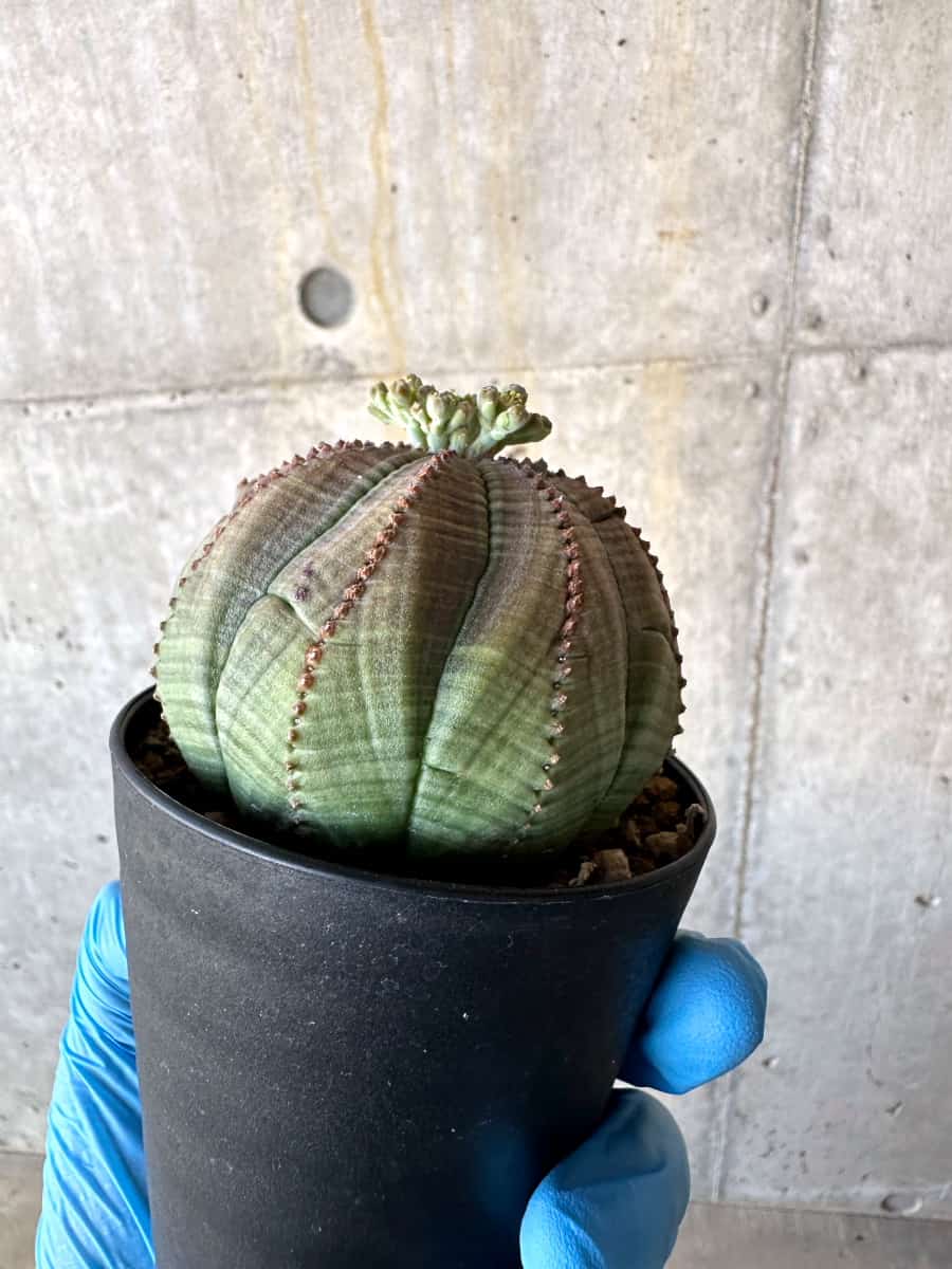 【現品限り】ユーフォルビア・オベサ 多頭【B67】 Euphorbia obesa