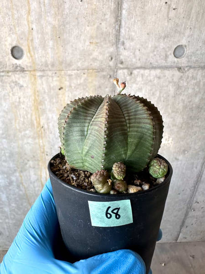 【現品限り】ユーフォルビア・オベサ 多頭【B68】 Euphorbia obesa