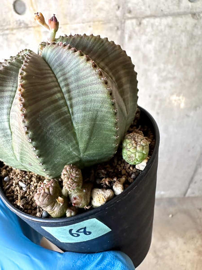 【現品限り】ユーフォルビア・オベサ 多頭【B68】 Euphorbia obesa