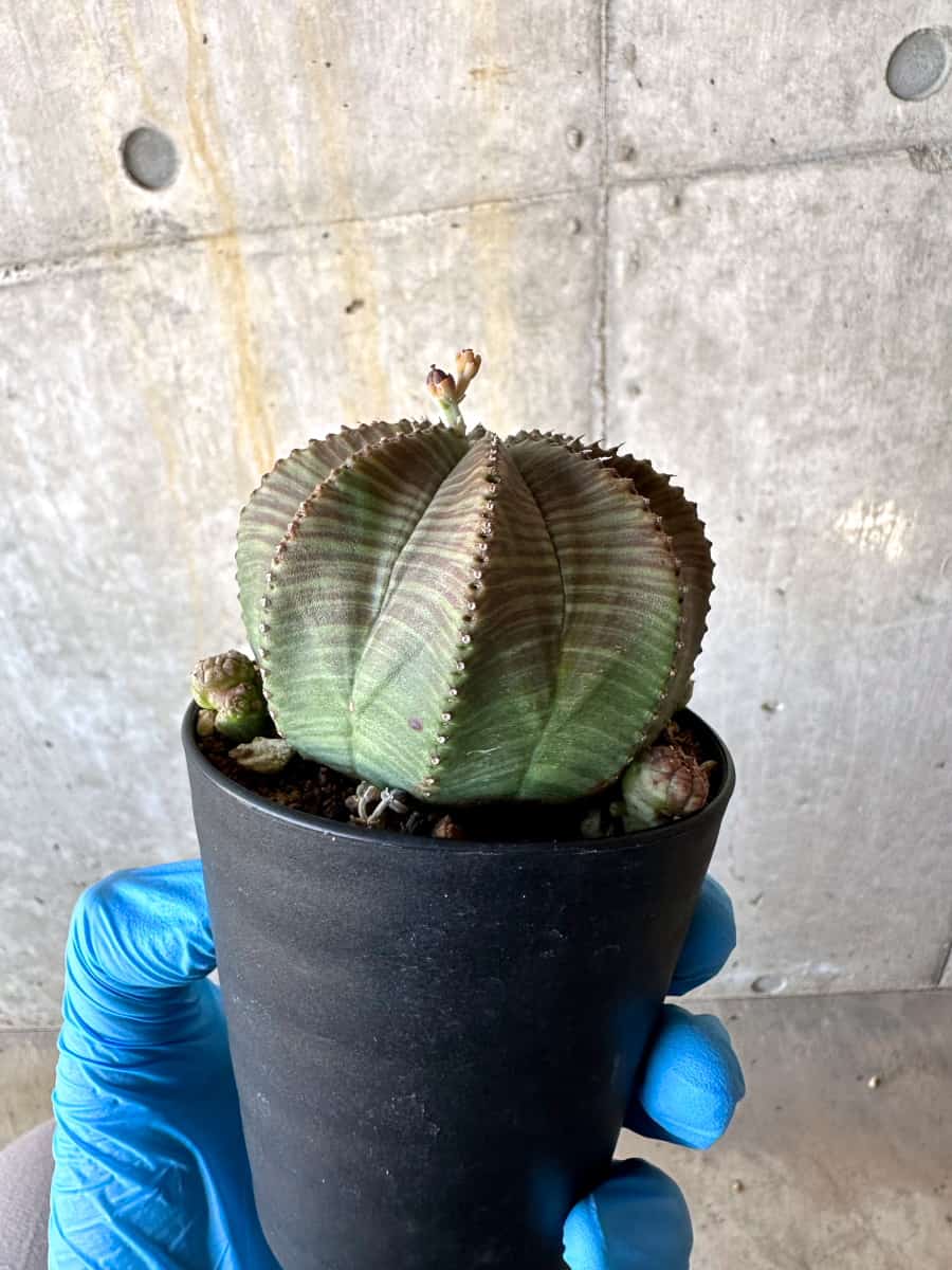 【現品限り】ユーフォルビア・オベサ 多頭【B68】 Euphorbia obesa