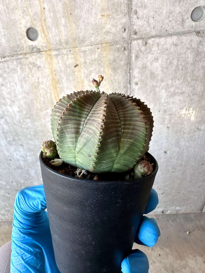 【現品限り】ユーフォルビア・オベサ 多頭【B68】 Euphorbia obesa