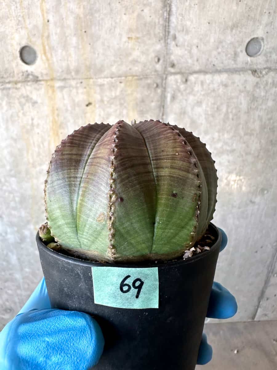 【現品限り】ユーフォルビア・オベサ 多頭【B69】 Euphorbia obesa