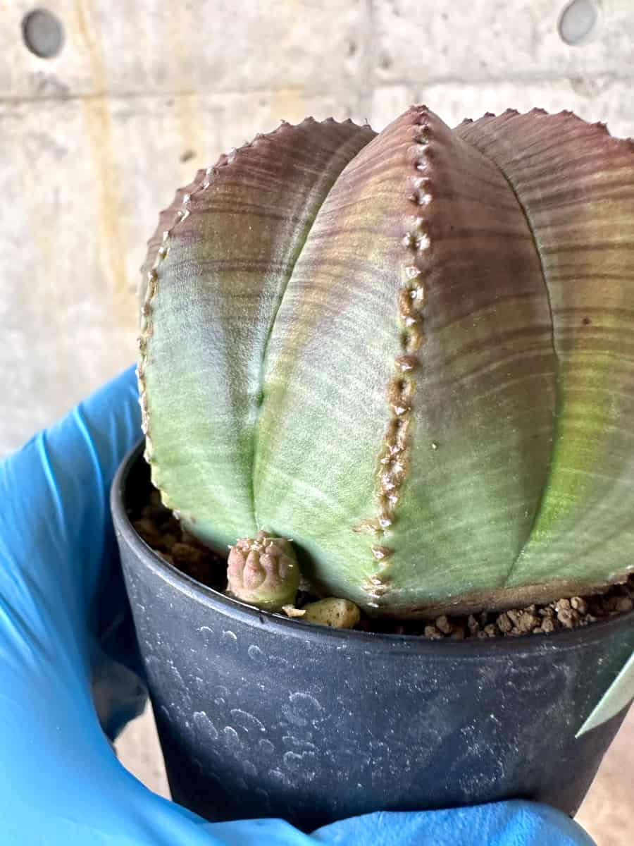 現品限り】ユーフォルビア・オベサ 多頭【B69】 Euphorbia obesa 塊根