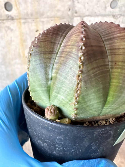 【現品限り】ユーフォルビア・オベサ 多頭【B69】 Euphorbia obesa