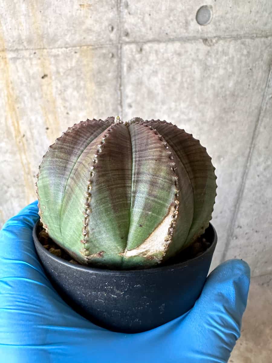 【現品限り】ユーフォルビア・オベサ 多頭【B69】 Euphorbia obesa