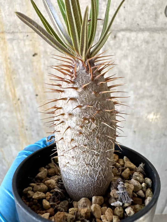 【現品限り】パキポディウム・グラキリス【B6】 Pachypodium gracilius