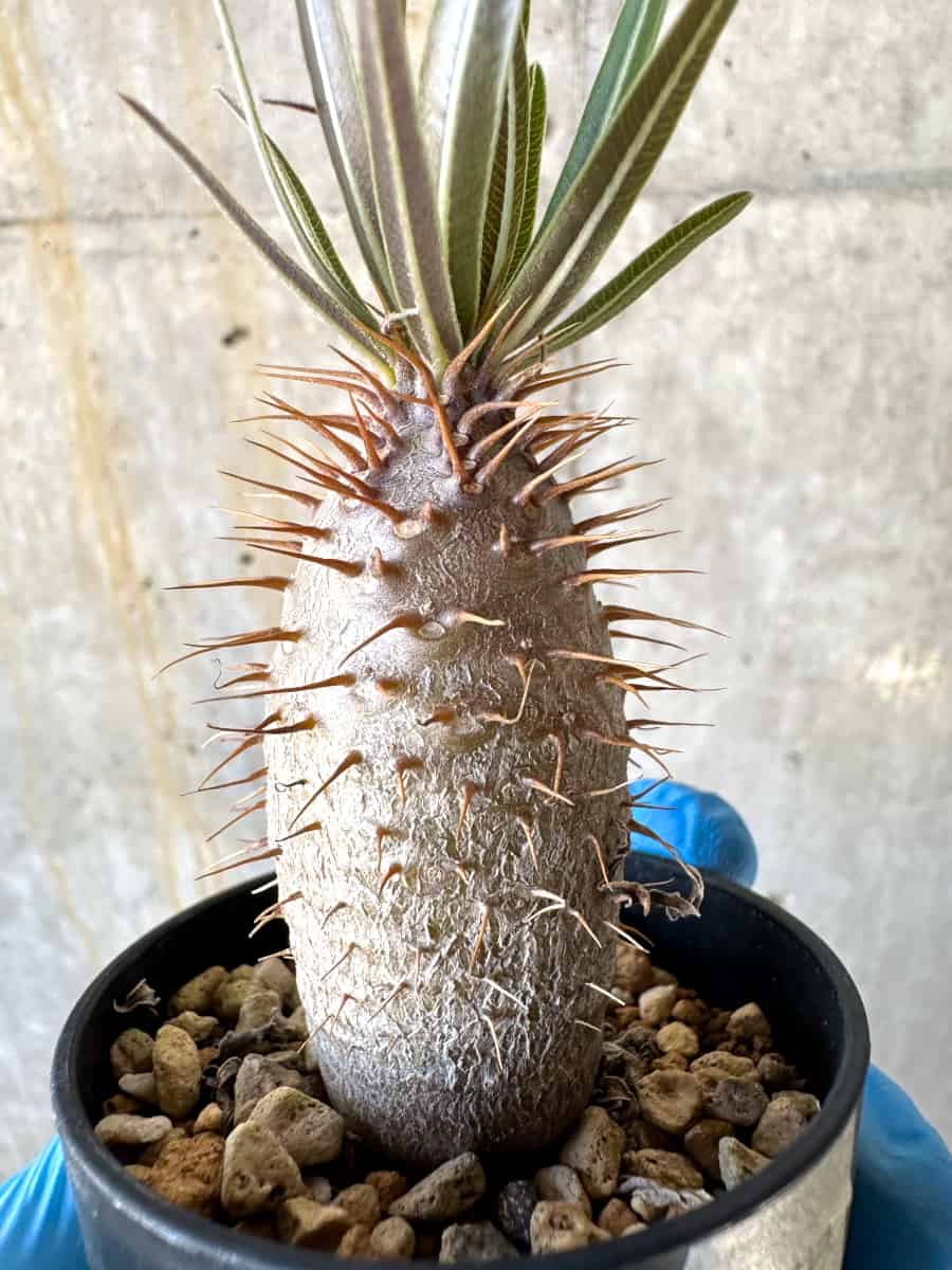 【現品限り】パキポディウム・グラキリス【B6】 Pachypodium gracilius