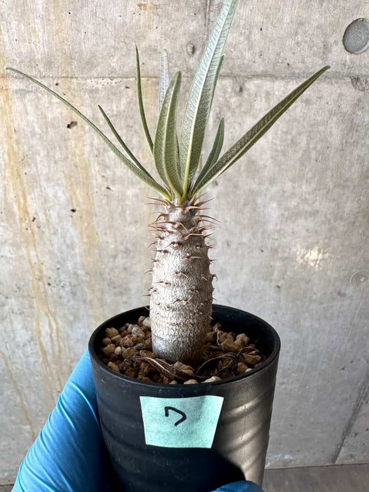 【現品限り】パキポディウム・グラキリス【B7】 Pachypodium gracilius