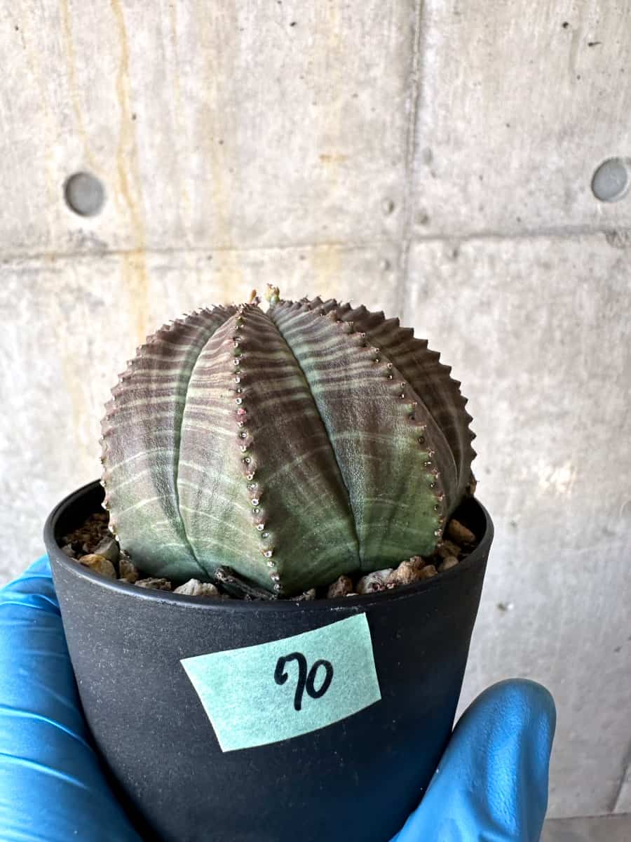 【現品限り】ユーフォルビア・オベサ 多頭【B70】 Euphorbia obesa