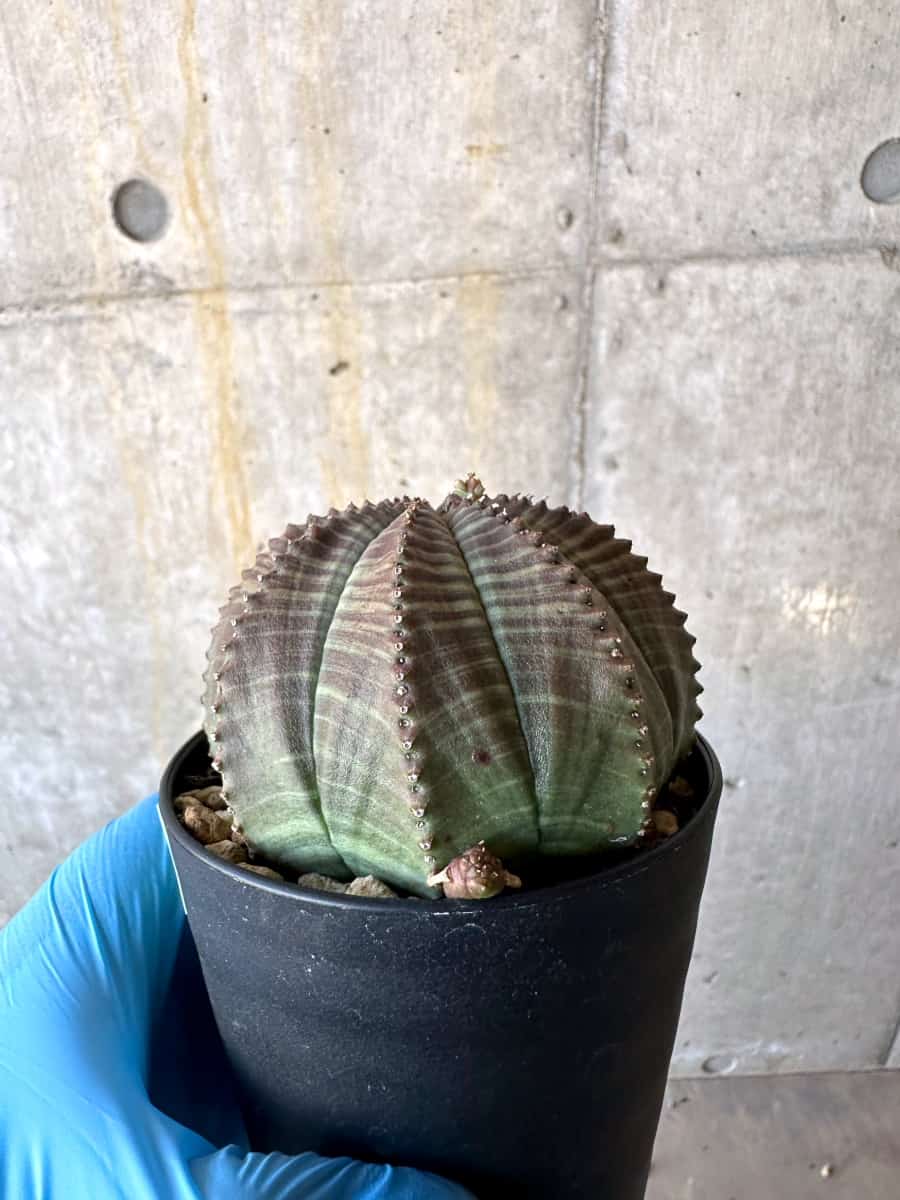 【現品限り】ユーフォルビア・オベサ 多頭【B70】 Euphorbia obesa
