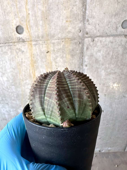 【現品限り】ユーフォルビア・オベサ 多頭【B70】 Euphorbia obesa