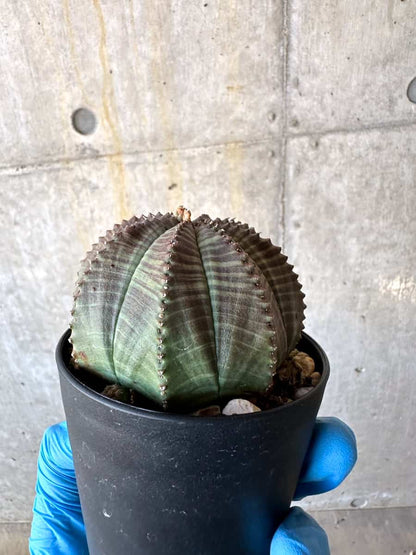 【現品限り】ユーフォルビア・オベサ 多頭【B70】 Euphorbia obesa
