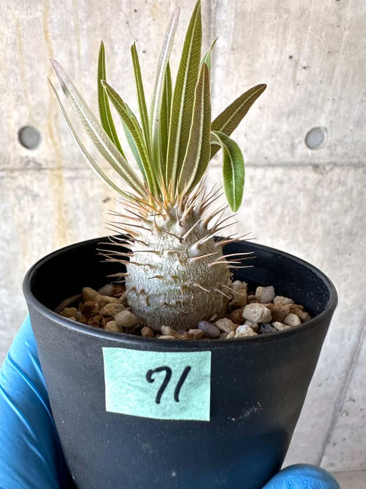 【現品限り】パキポディウム・グラキリス【B71】 Pachypodium gracilius