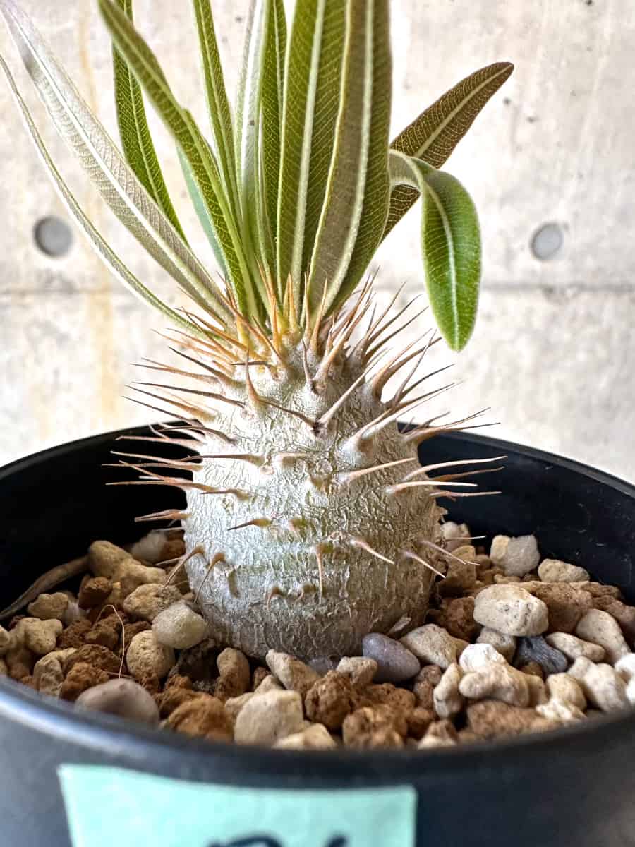 現品限り】パキポディウム・グラキリス【B71】 Pachypodium gracilius