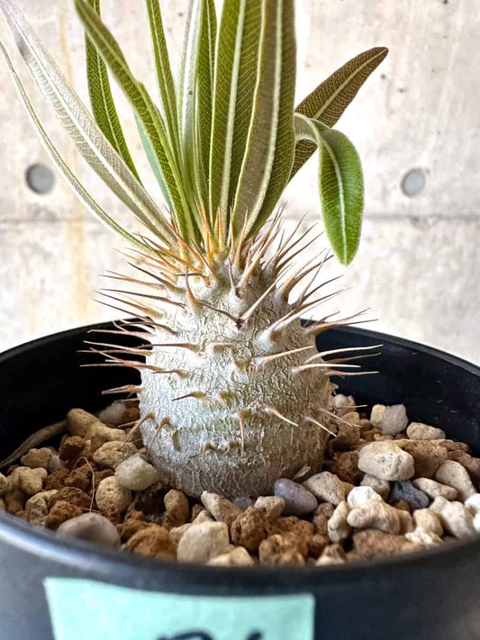 【現品限り】パキポディウム・グラキリス【B71】 Pachypodium gracilius