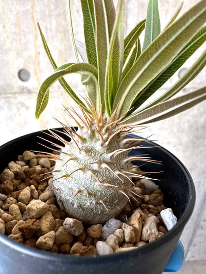 【現品限り】パキポディウム・グラキリス【B71】 Pachypodium gracilius