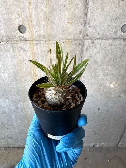 【現品限り】パキポディウム・グラキリス【B71】 Pachypodium gracilius