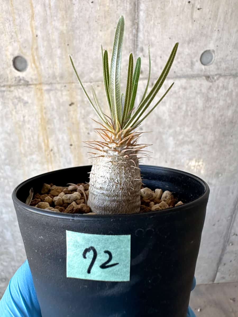 【現品限り】パキポディウム・グラキリス【B72】 Pachypodium gracilius