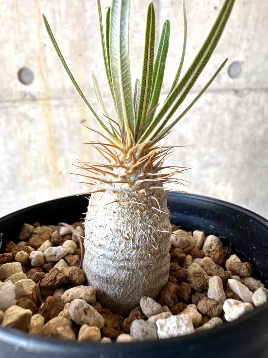 【現品限り】パキポディウム・グラキリス【B72】 Pachypodium gracilius