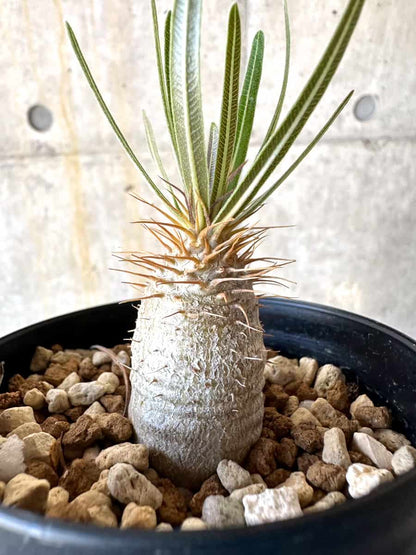 【現品限り】パキポディウム・グラキリス【B72】 Pachypodium gracilius