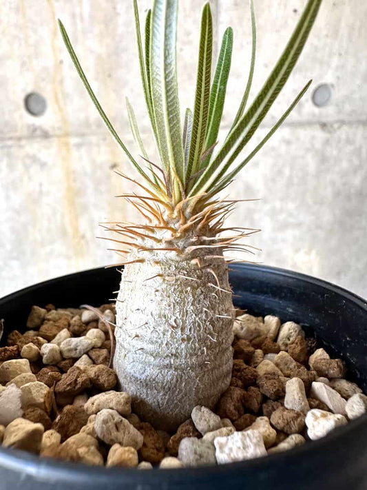 【現品限り】パキポディウム・グラキリス【B72】 Pachypodium gracilius