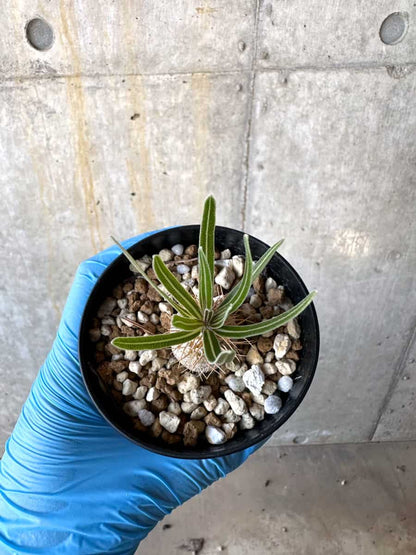 【現品限り】パキポディウム・グラキリス【B72】 Pachypodium gracilius