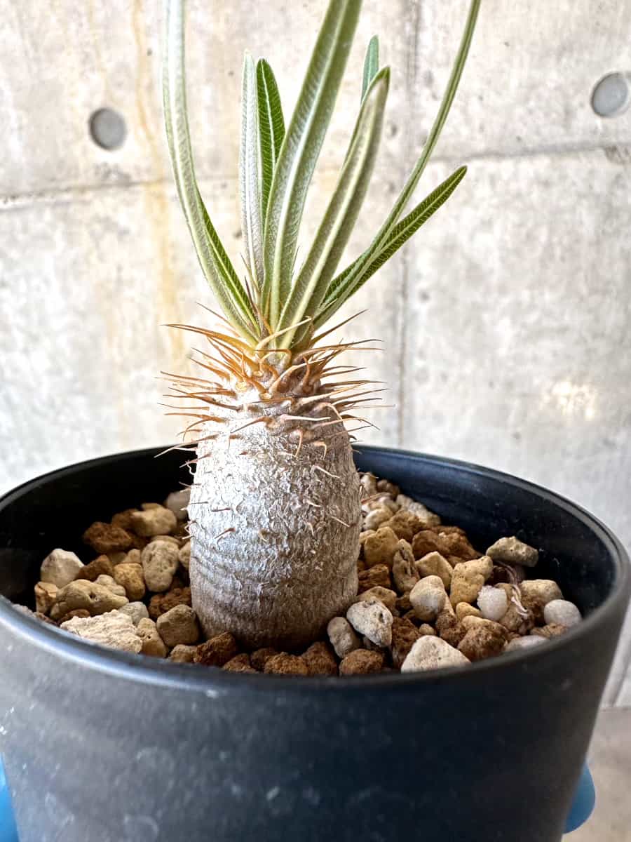 パキポディウムグラキリス72 現品限り】パキポディウム・グラキリス【B72】 Pachypodium gracilius