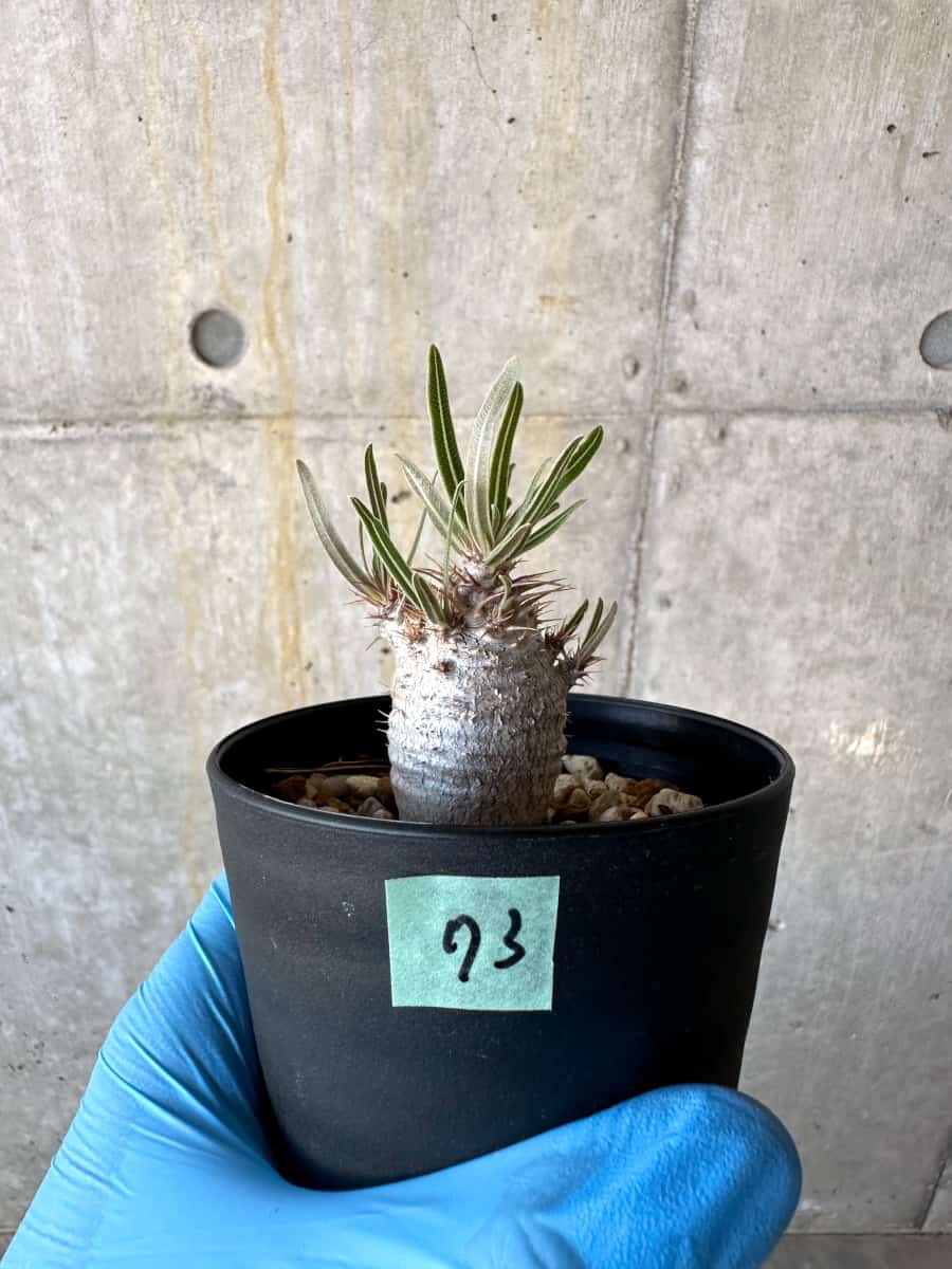 【現品限り】パキポディウム・グラキリス【B73】 Pachypodium gracilius